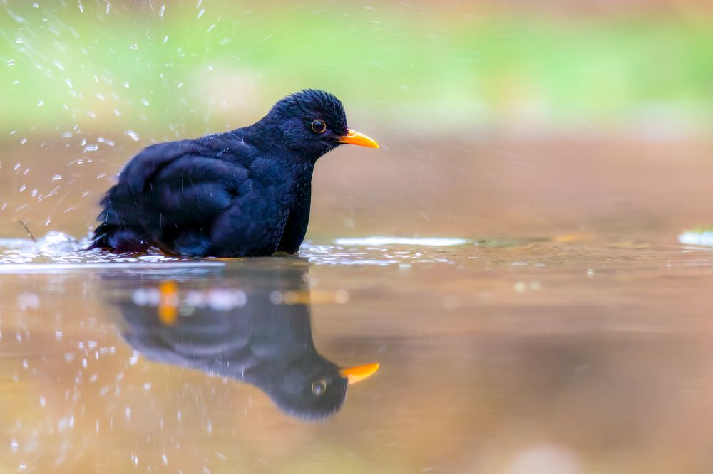 Photograph by Ellen Lichtenheldt