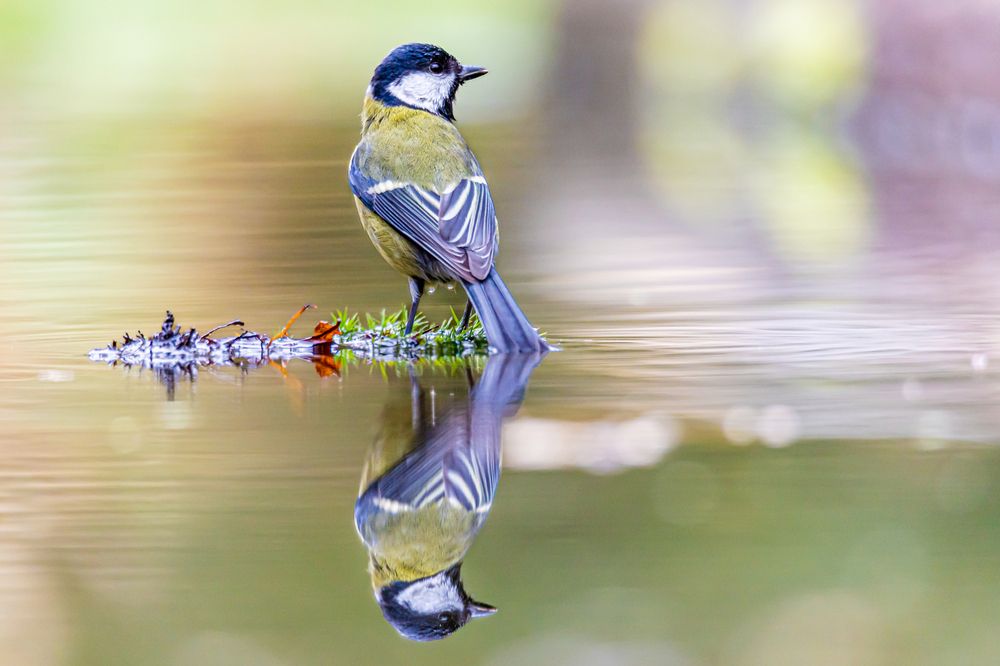 Great tit on a lake