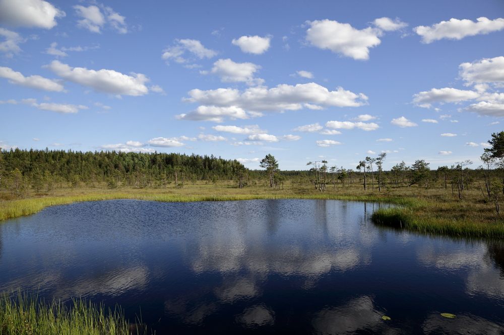 Озерцо на болоте