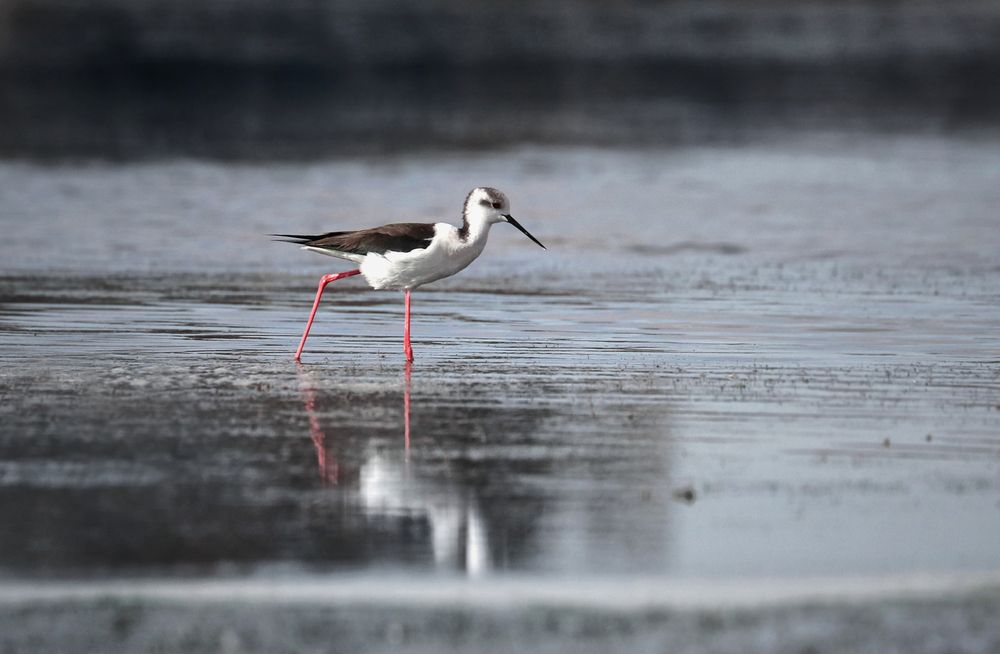 Black-winged Stilt Walking