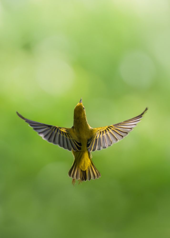 Photograph by Maikel Valle Clara