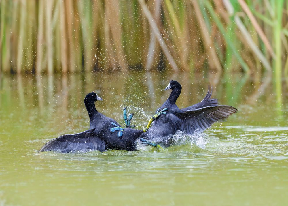 Photograph by Maikel Valle Clara