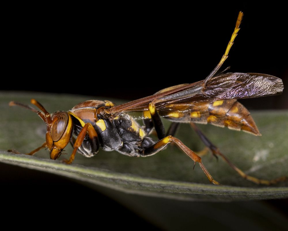 Macro
