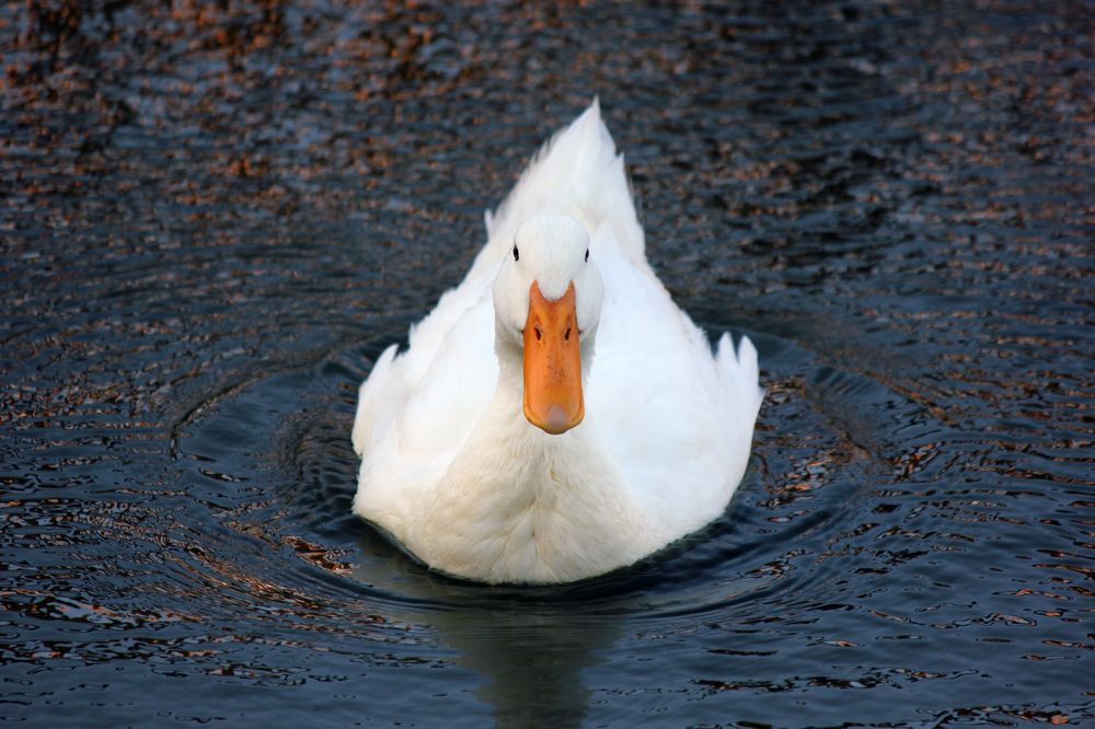 Photograph by Татьяна Сычёва