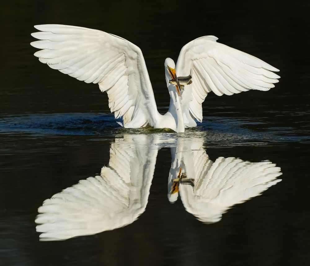 La reina blanca de los manglares
