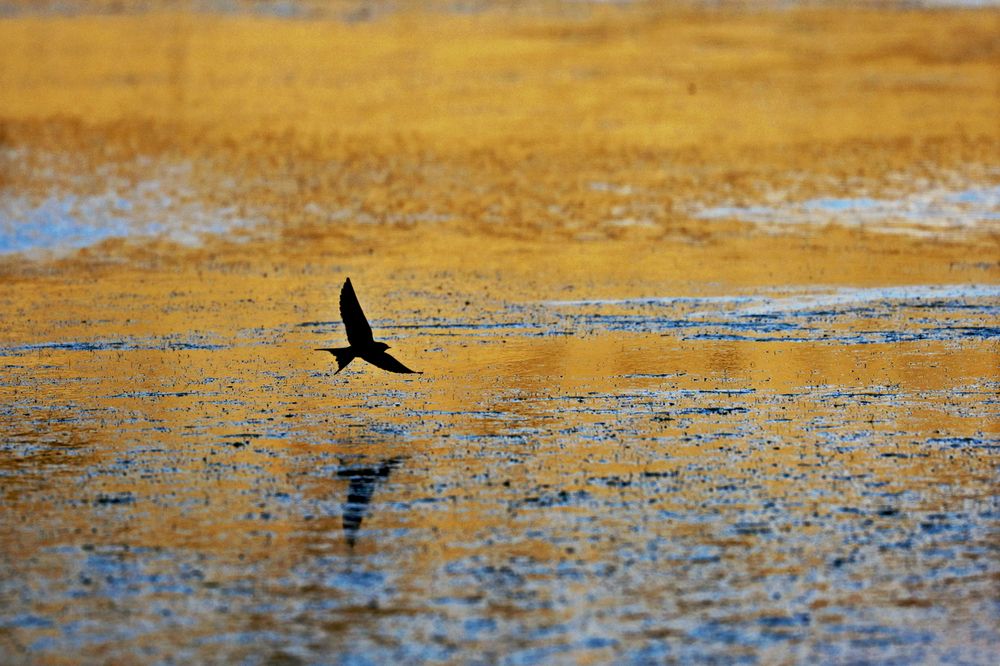 Flying In The Sunset