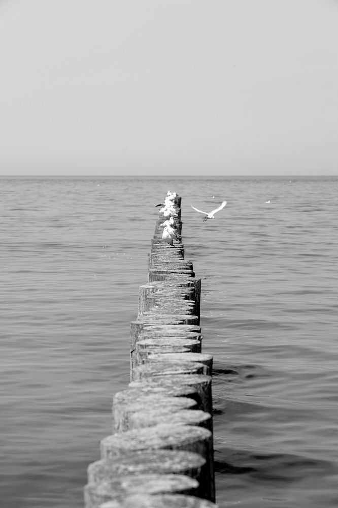 Очередь за рыбой (the queue for fish)
