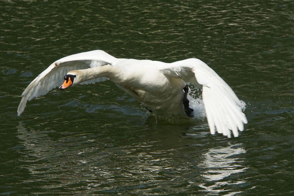 Photograph by сергей мишаков