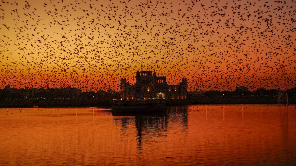 Rosy starling murmuration