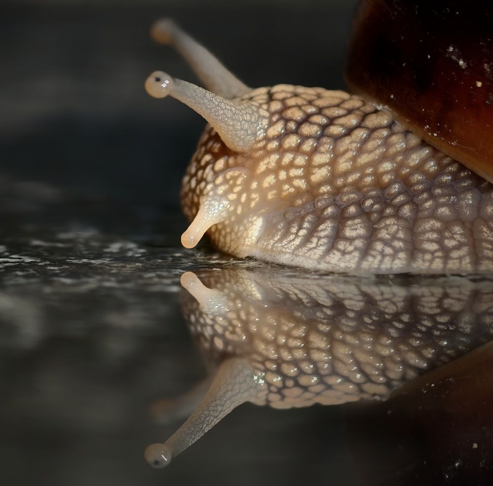 Photograph by Михаил Саидов