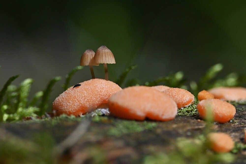 Photograph by IRINA FILIPPOVA