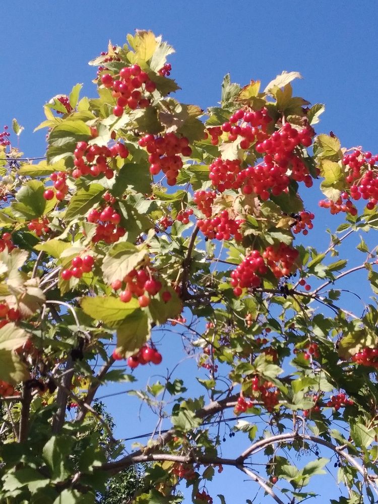 Photograph by Васильева Львовна