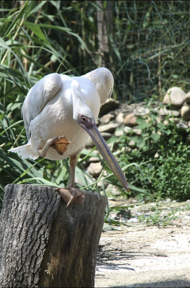 Photograph by Ирина Тихая