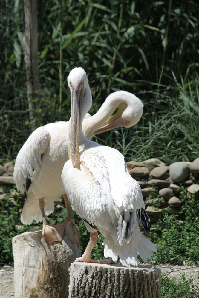 Photograph by Ирина Тихая