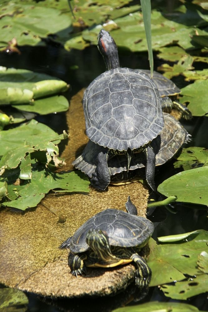 Photograph by Ирина Тихая