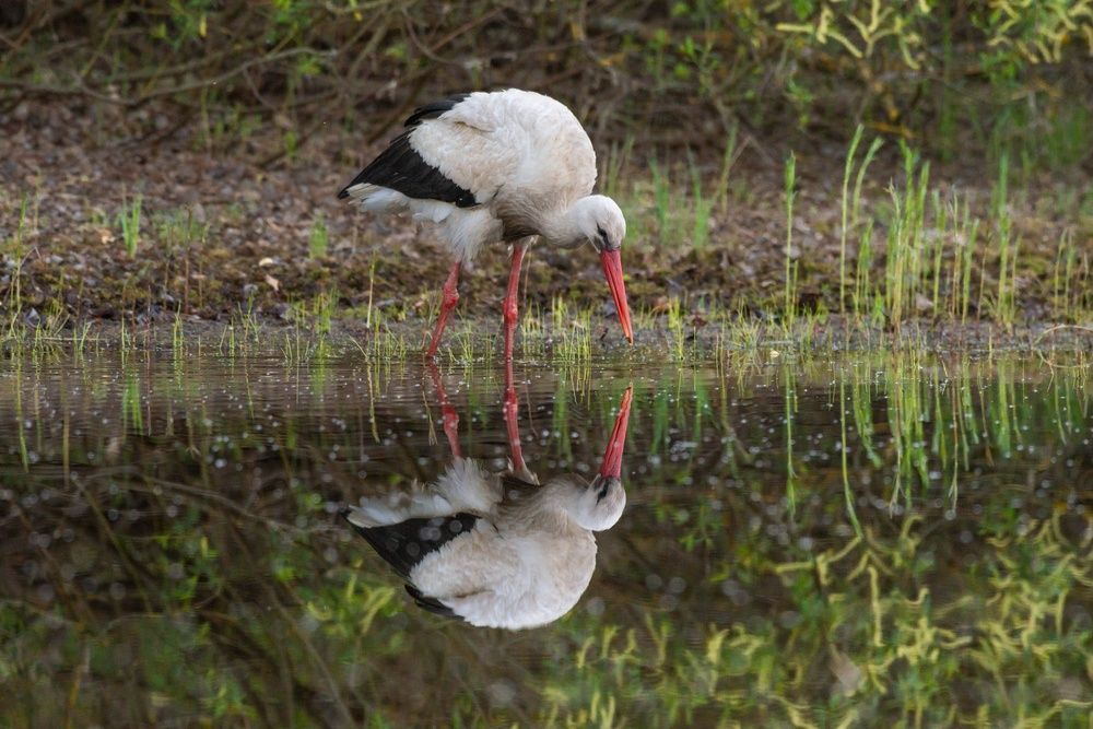 Photograph by Мария Долбич