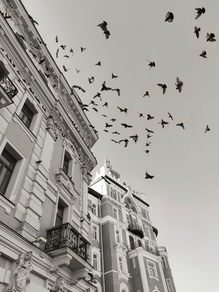 Photo #12335064