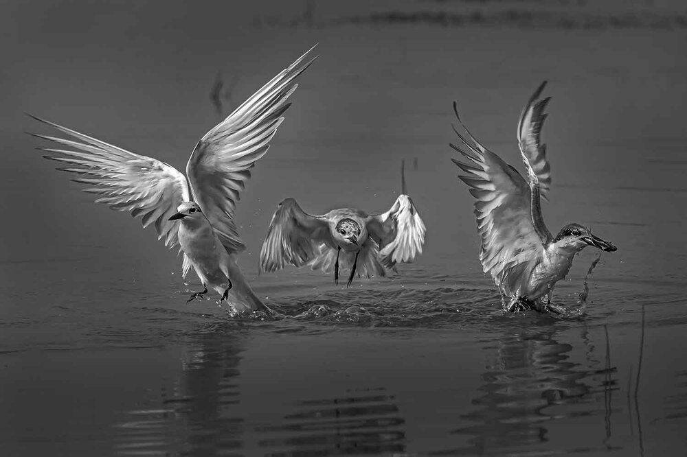 Photograph by Saumi Biswas