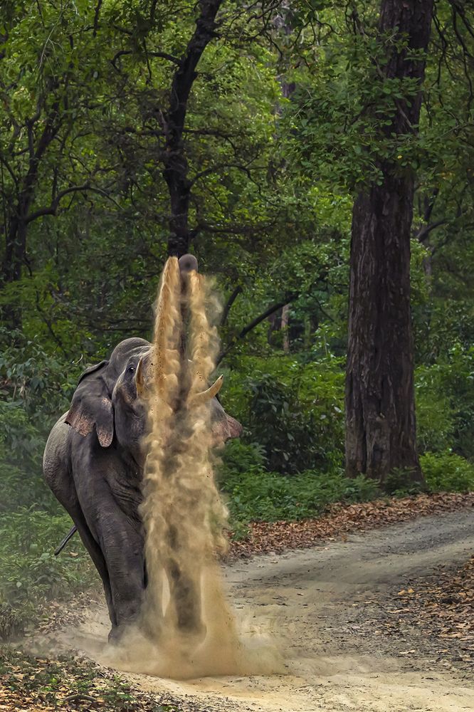 Photograph by Saumi Biswas