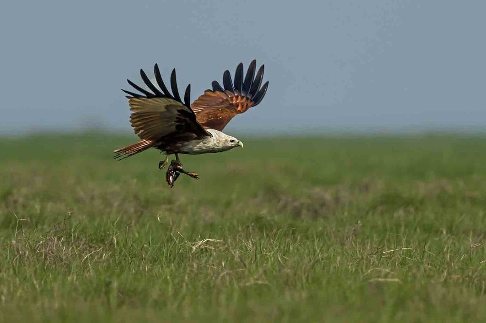 Photograph by Saumi Biswas