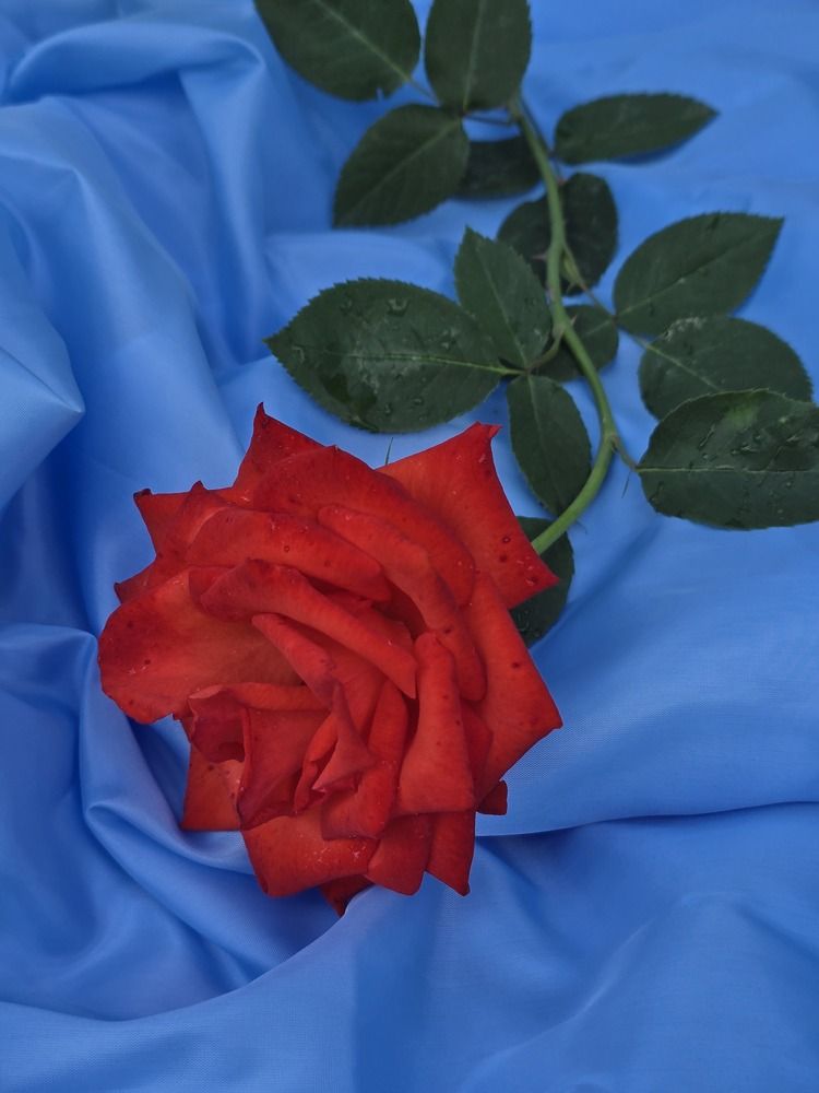 Photograph by Елена Ибрагимова