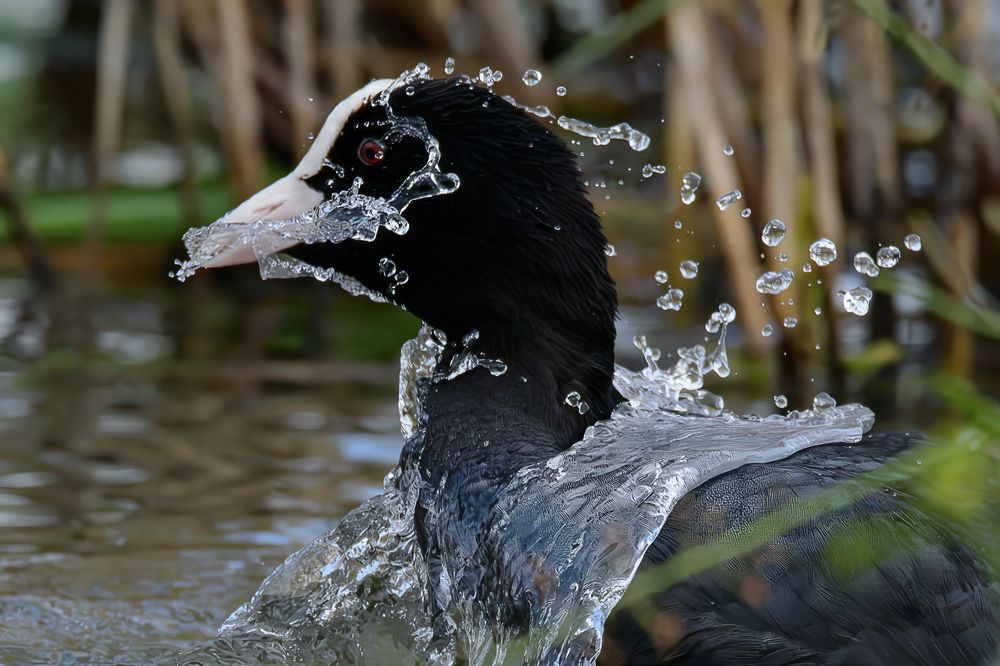 Photograph by Dino Sirica