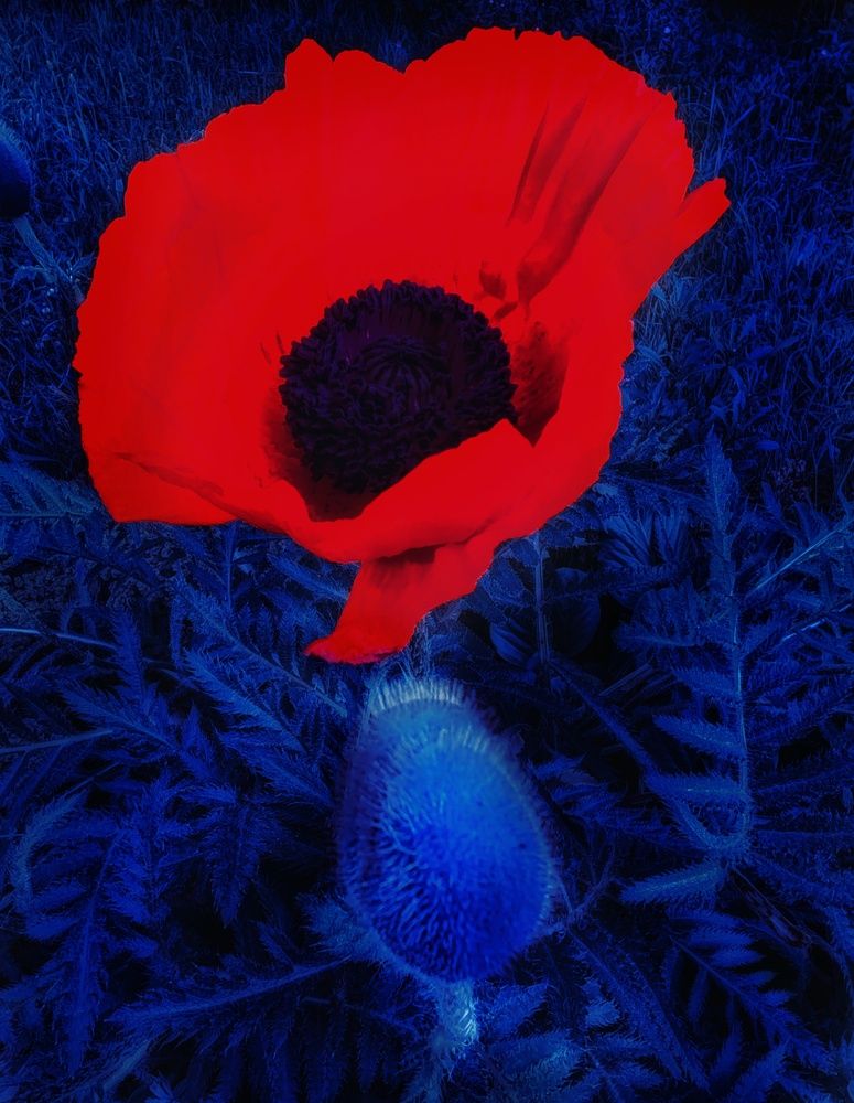 Photograph by Дайана