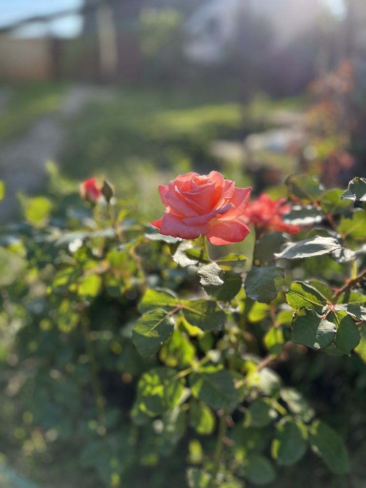 Photograph by Анастасия Стасевич