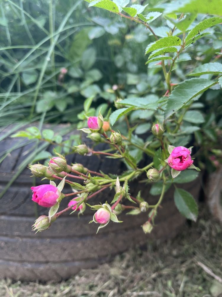 Photograph by Анастасия Стасевич