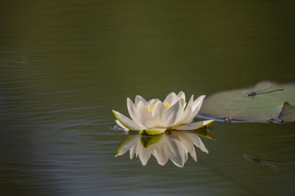 Photograph by Елена Перминова