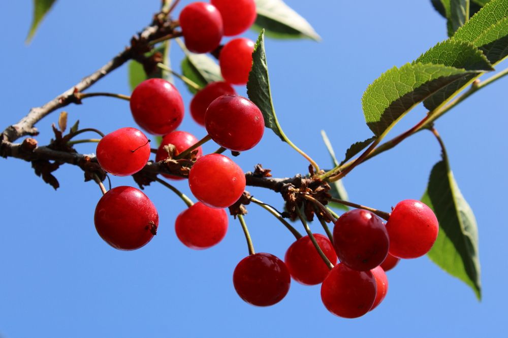 Photograph by Елена Коробченко