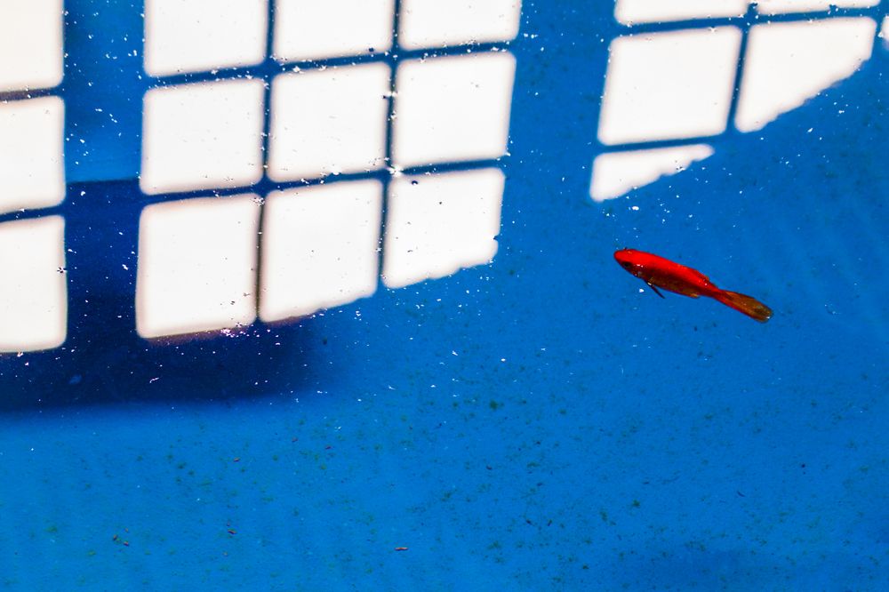 Photograph by amir ali navadeh shahla