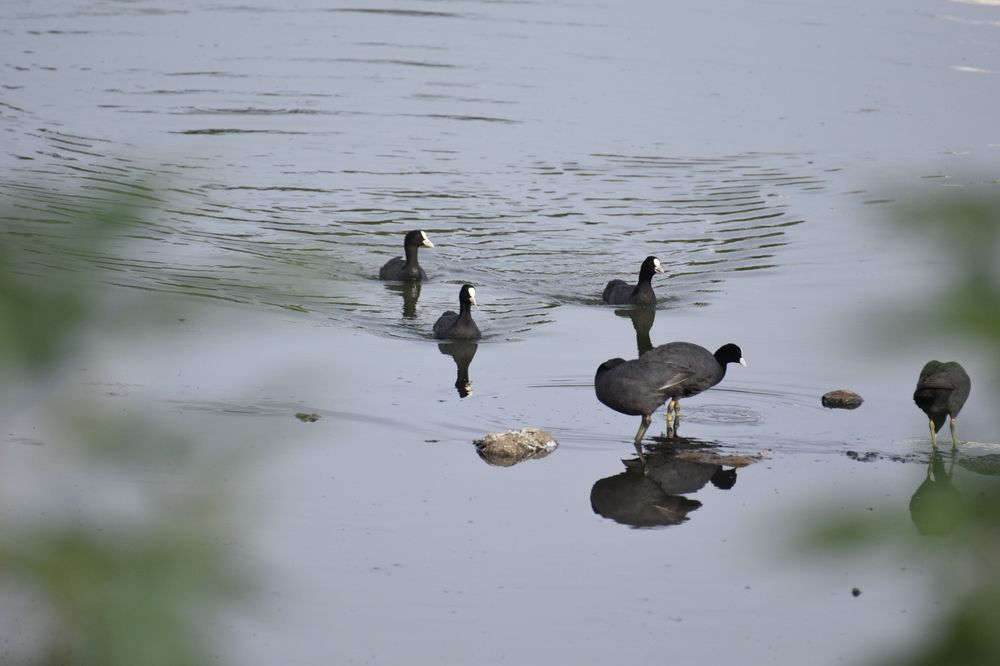 EURASIAN COOTS