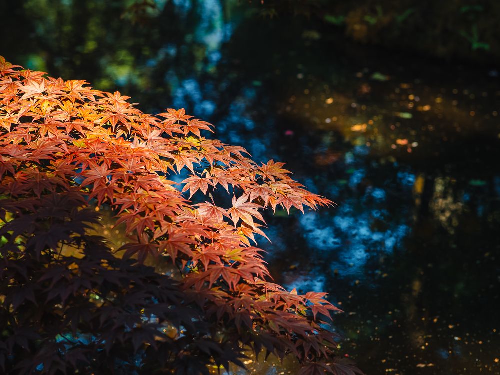 Photograph by Ирина Протченко