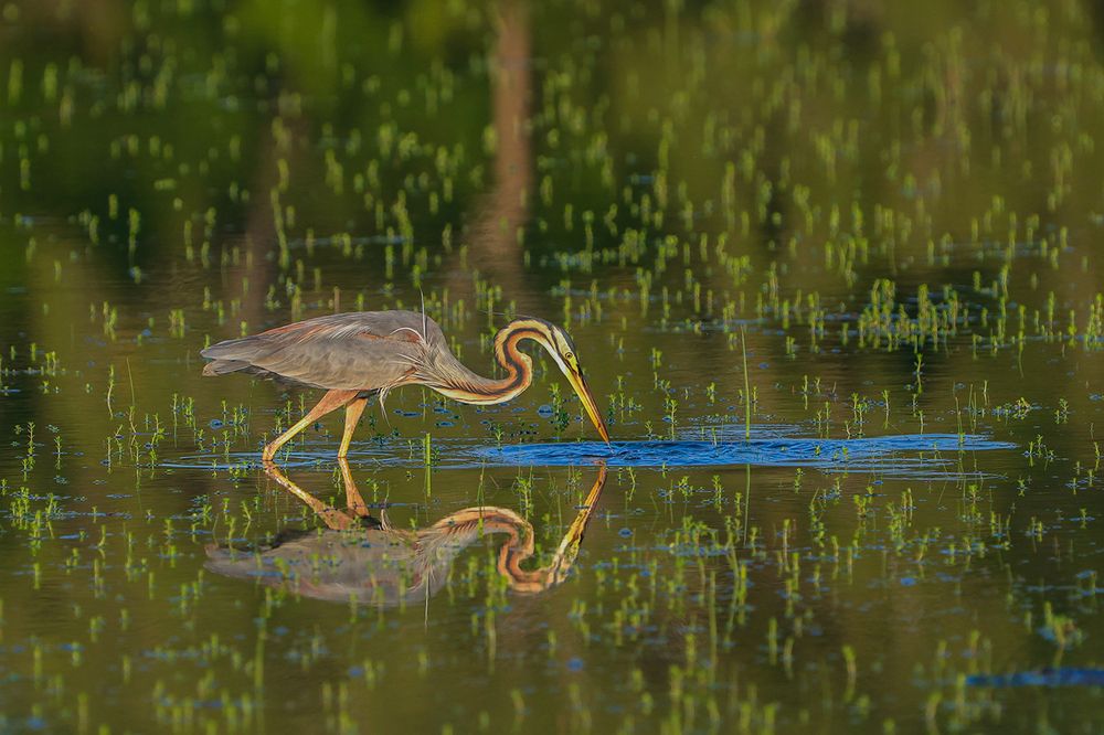 Фотография автора Manjula Perera