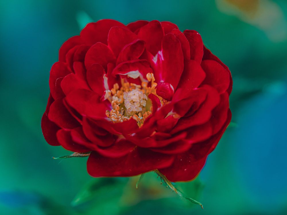 Photograph by Ирина Протченко