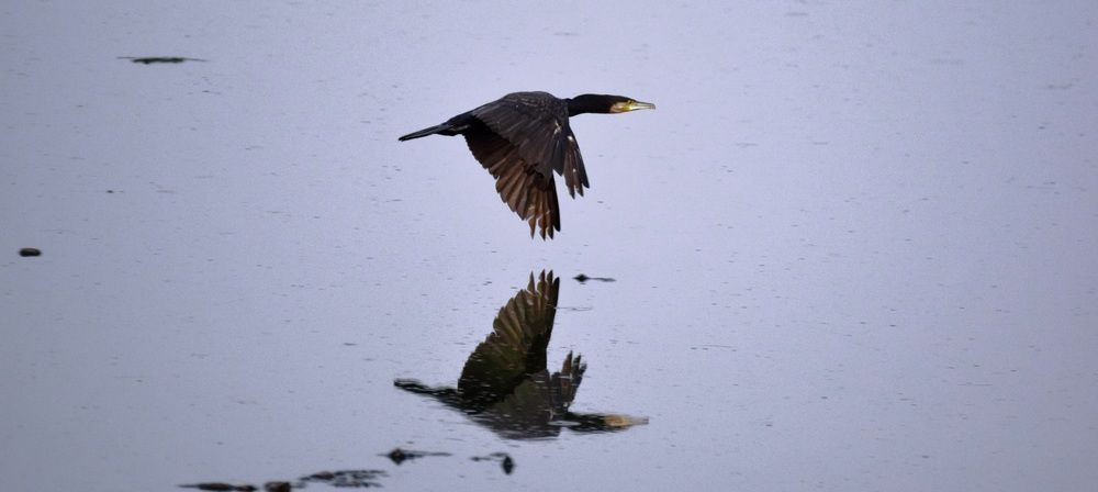 CORMORANT IN FLIGHT