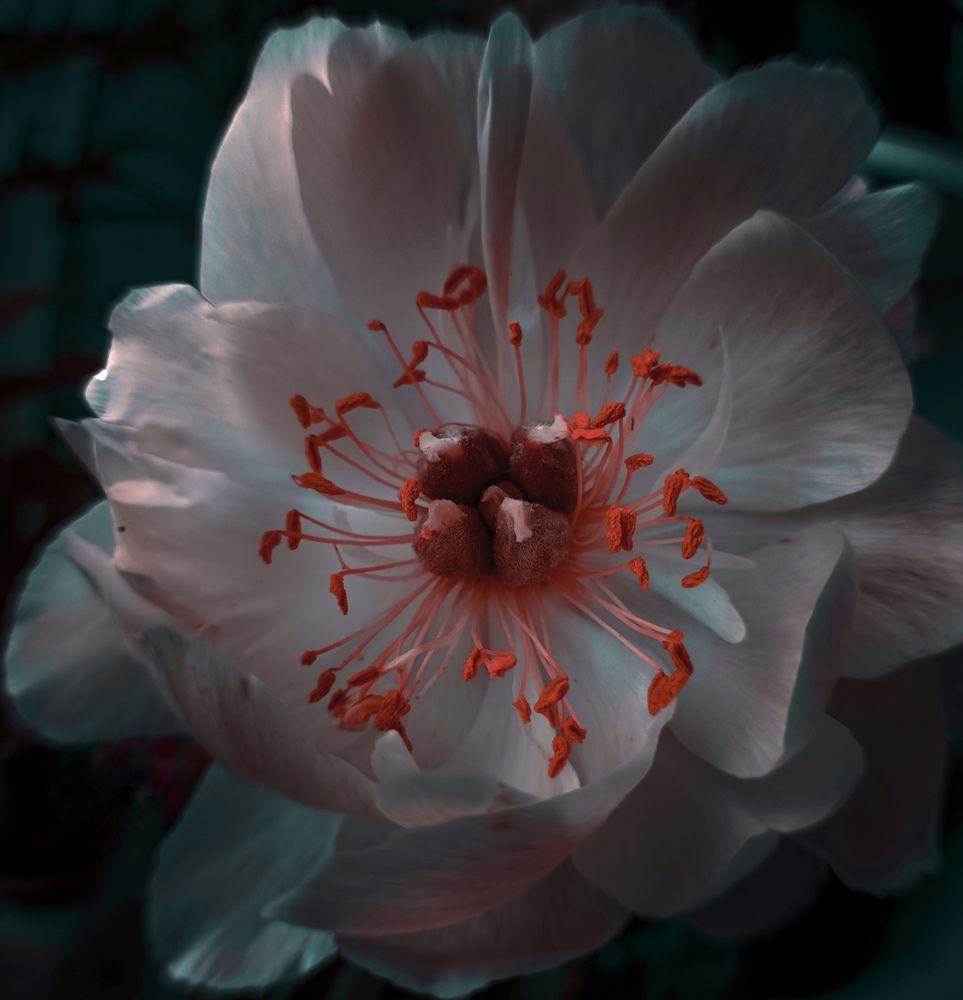 Фотография автора Ольга Кунакова