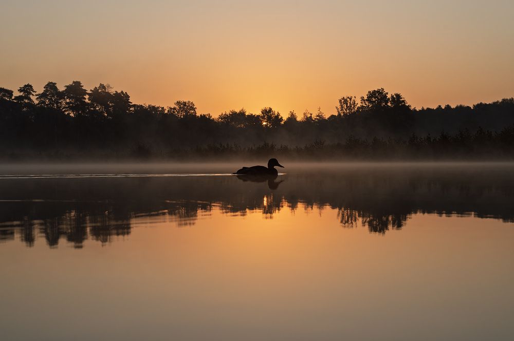 Photograph by wendy vanhoudt