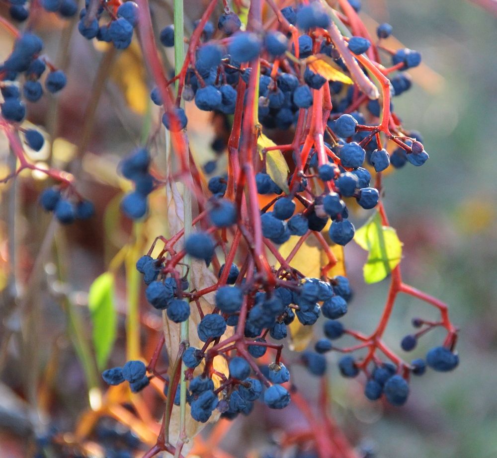 Девичий виноград.