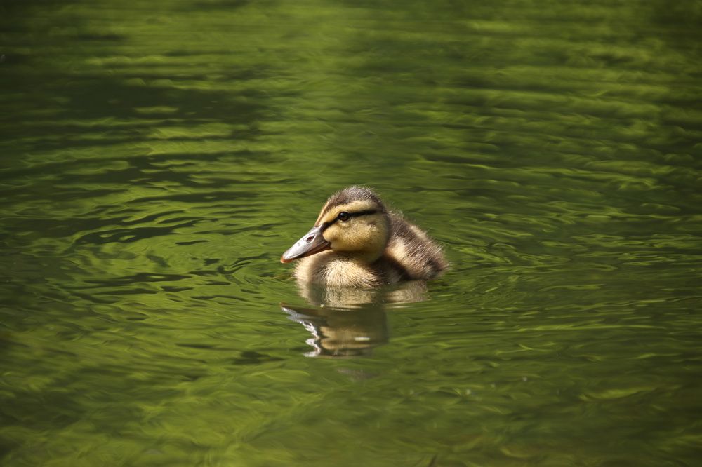 Photograph by Наталья Гайдукевич