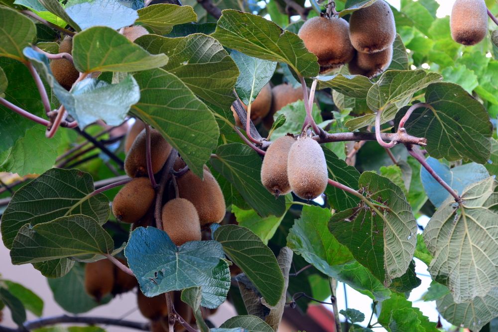 Фотография автора Юрий Рудый