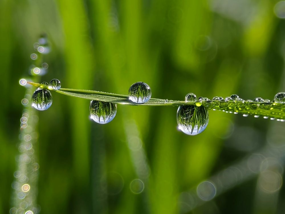 Morning Dew