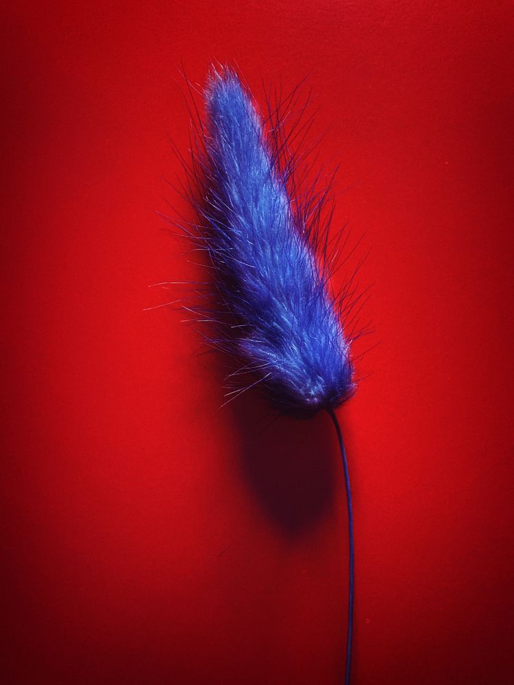 Photograph by Елена Чулюнина