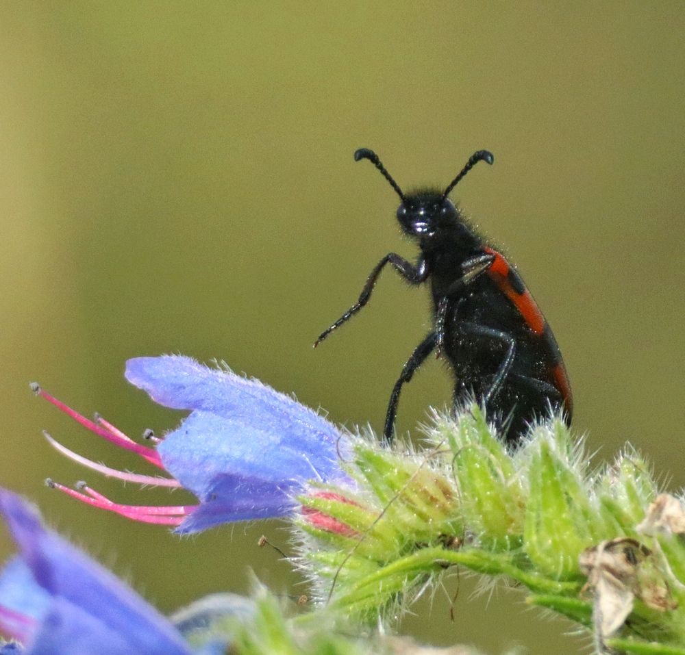 - Чего уставился?!