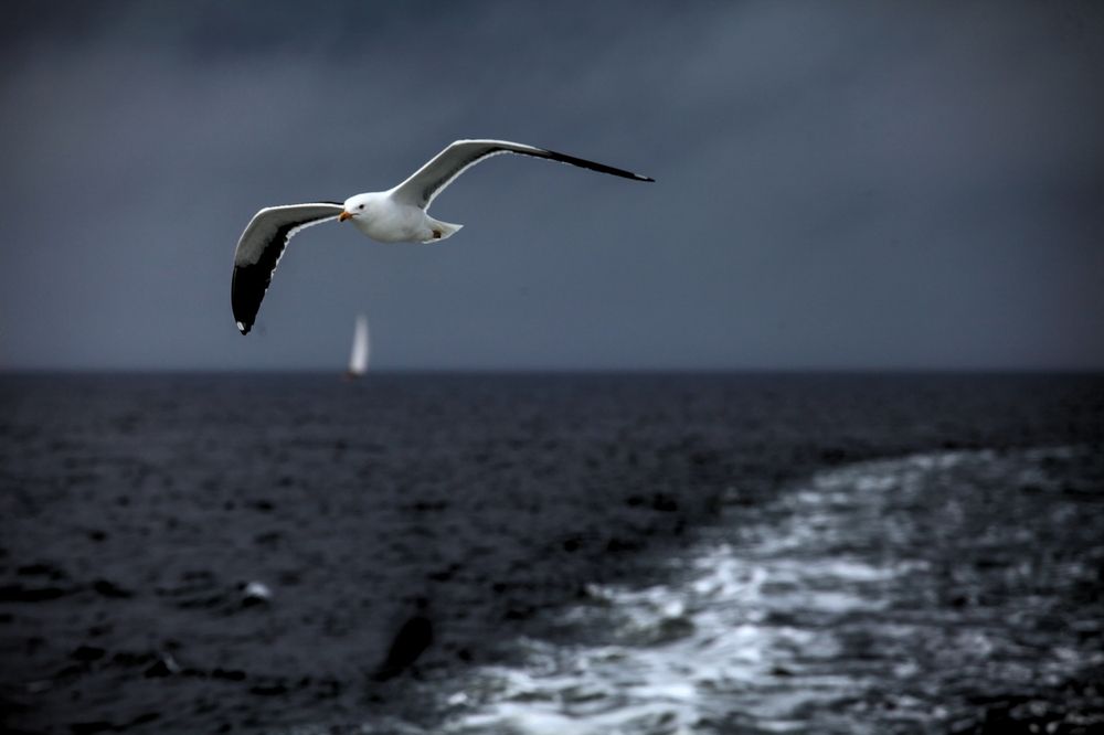 Photograph by ANDREY PERESHEIN