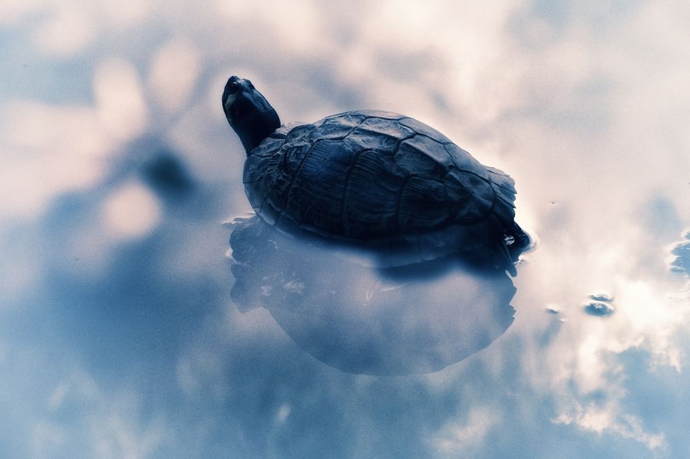 Turtle in water