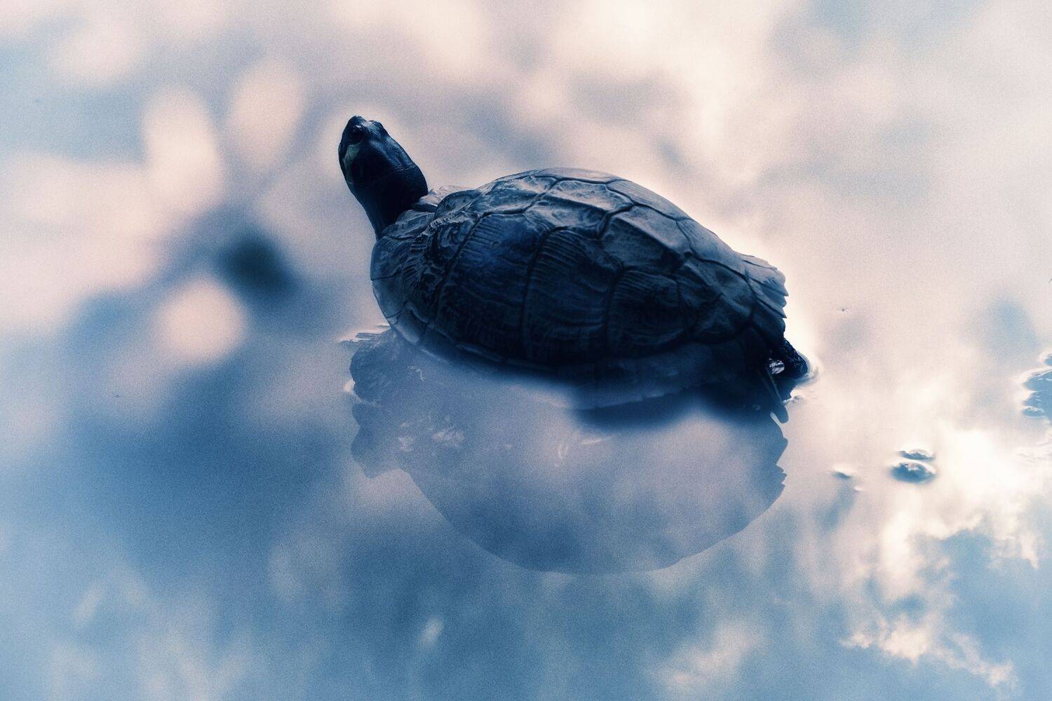 Turtle in water