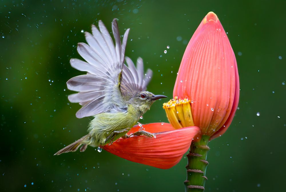 Female sunbird enjoyed her shower in a wild banana flower