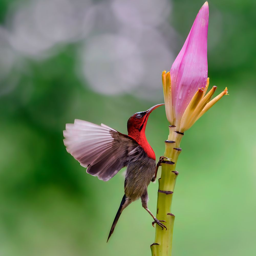 Photograph by Leo Ngo